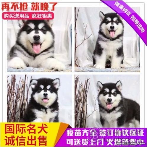 高大威武巨型熊版阿拉斯加幼犬 血统纯正包健康品质