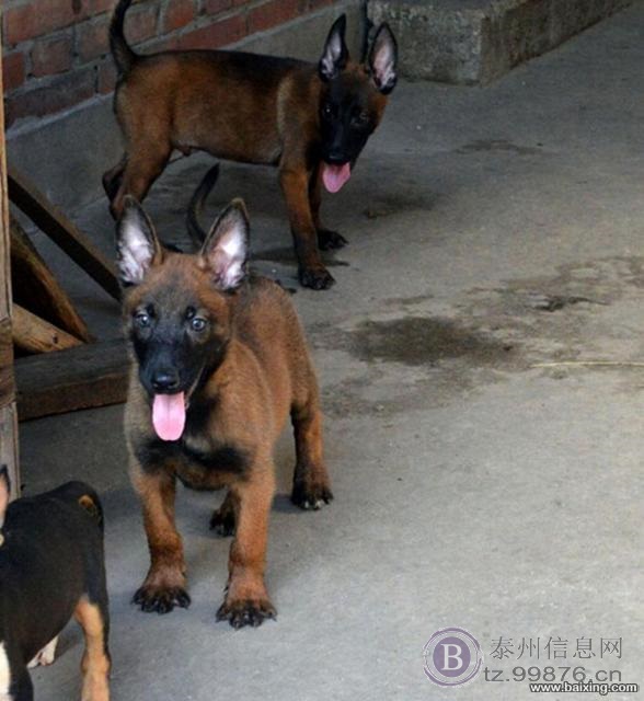 高品质马犬 咬口好 体型架构均匀 爆发力强
