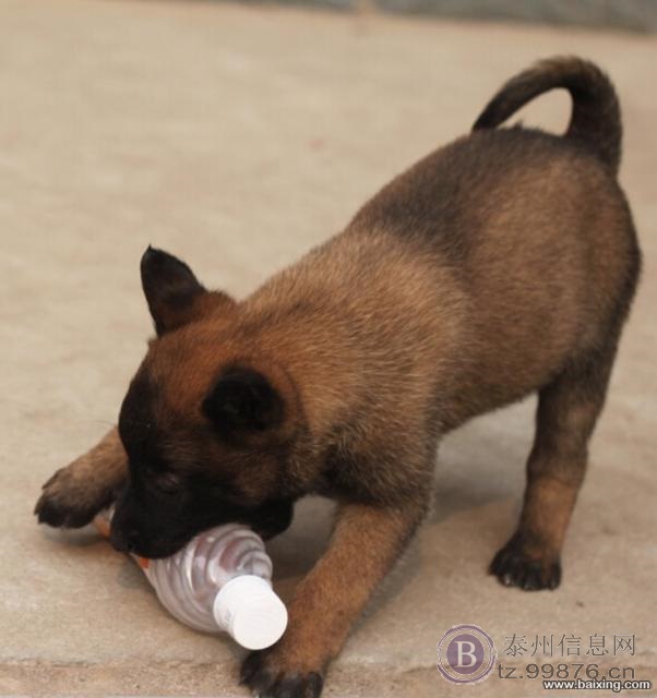 高品质马犬 咬口好 体型架构均匀 爆发力强