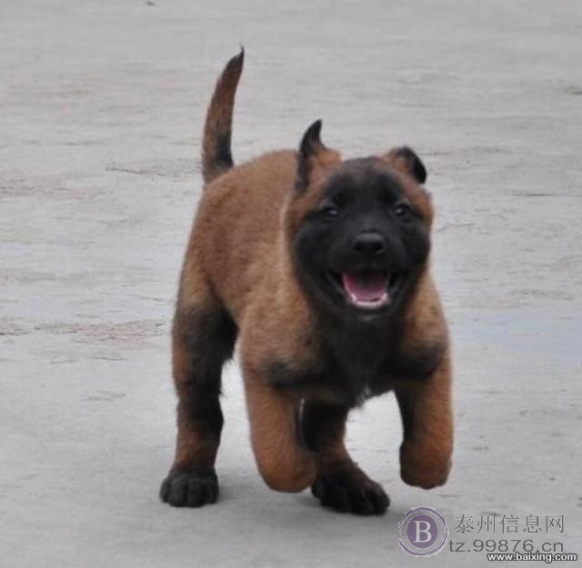 高品质马犬 咬口好 体型架构均匀 爆发力强