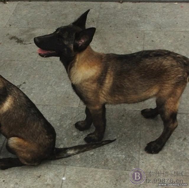 高品质马犬 咬口好 体型架构均匀 爆发力强