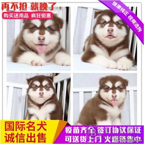 高大威武巨型熊版阿拉斯加幼犬 血统纯正包健康品质