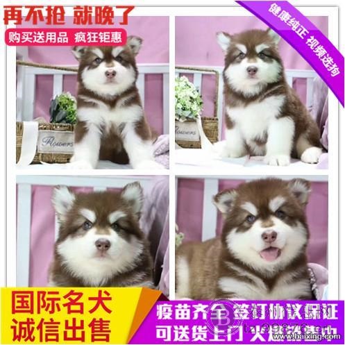 高大威武巨型熊版阿拉斯加幼犬 血统纯正包健康品质