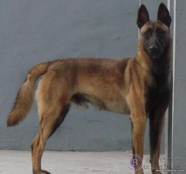 高品质马犬 咬口好 体型架构均匀 爆发力强