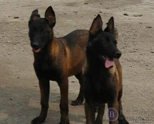 高品质马犬 咬口好 体型架构均匀 爆发力强