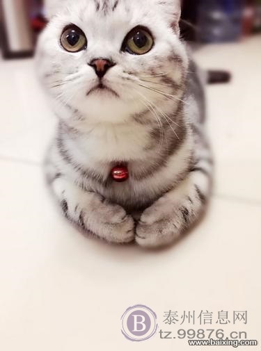 【CFA猫舍】 赛级品质 虎斑宝宝来袭