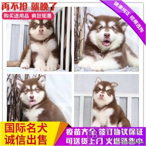 高大威武巨型熊版阿拉斯加幼犬 血统纯正包健康品质