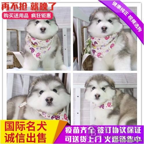 高大威武巨型熊版阿拉斯加幼犬 血统纯正包健康品质