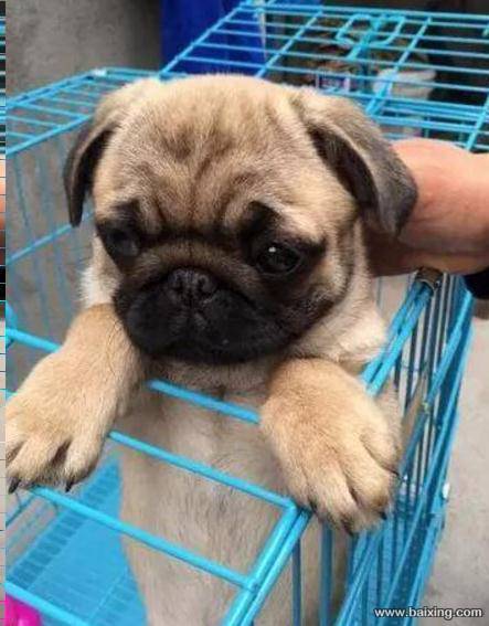 正规犬舍繁殖精品纯种八哥犬签订协议品质保障