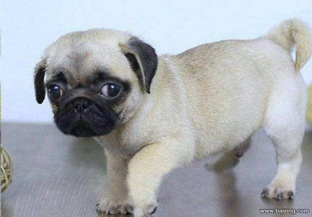 正规犬舍繁殖精品纯种八哥犬签订协议品质保障